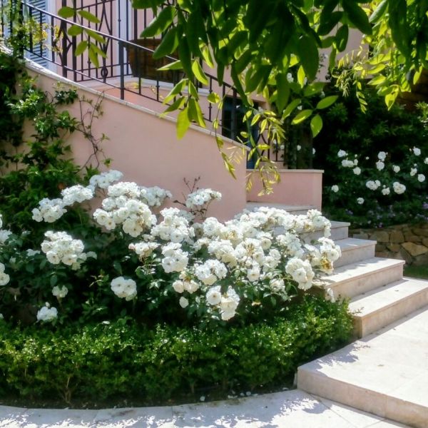 Garden with white roses